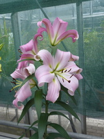 Foto: Dr. Peter Müller